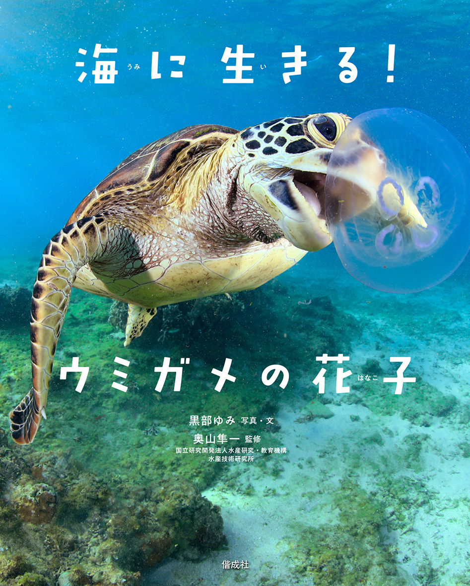10/22 毎日新聞で『海に生きる！ウミガメの花子』が紹介されました