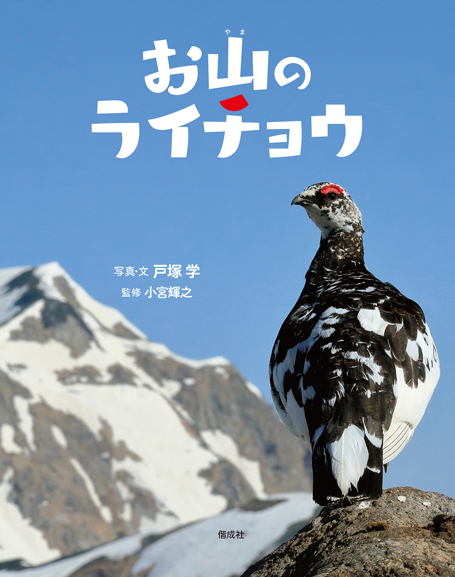 5/8 福島民友で『お山のライチョウ』が紹介されました