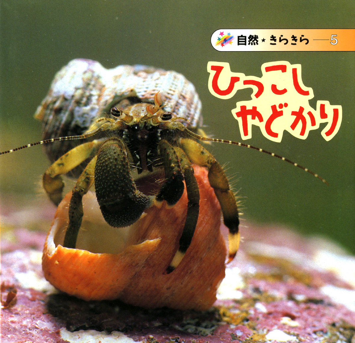 ひっこしやどかり 偕成社 児童書出版社