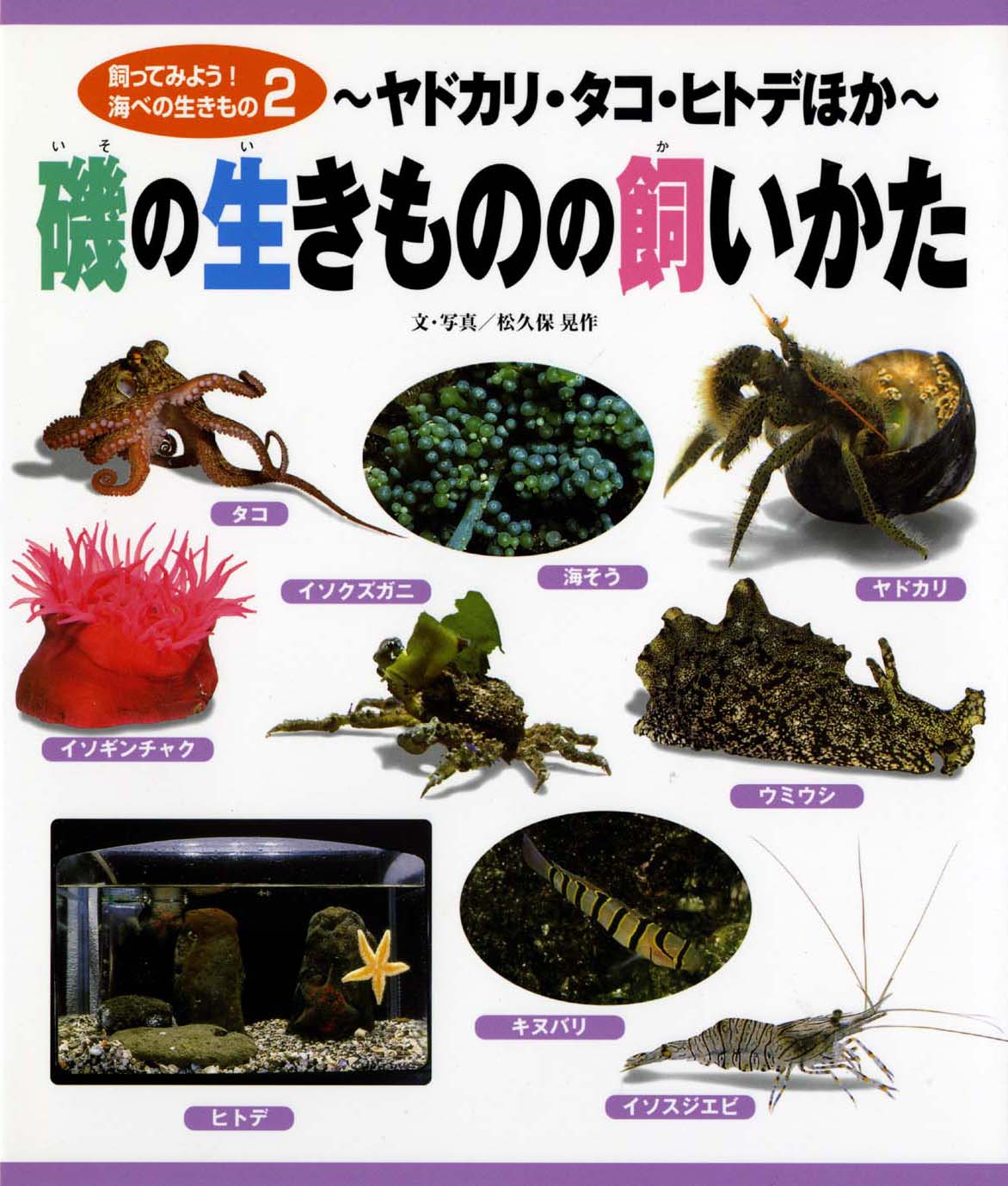磯の生きものの飼いかた 偕成社 児童書出版社 磯の生きものの飼いかた 偕成社 児童書出版社